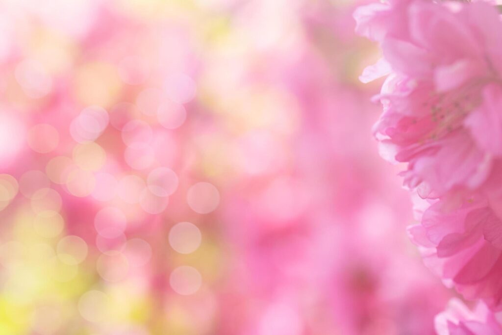 Roze onscherpe bloemen