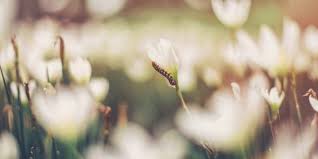 close up van witte bloemen (onscherpe foto) 1 bloem is scherp te zien